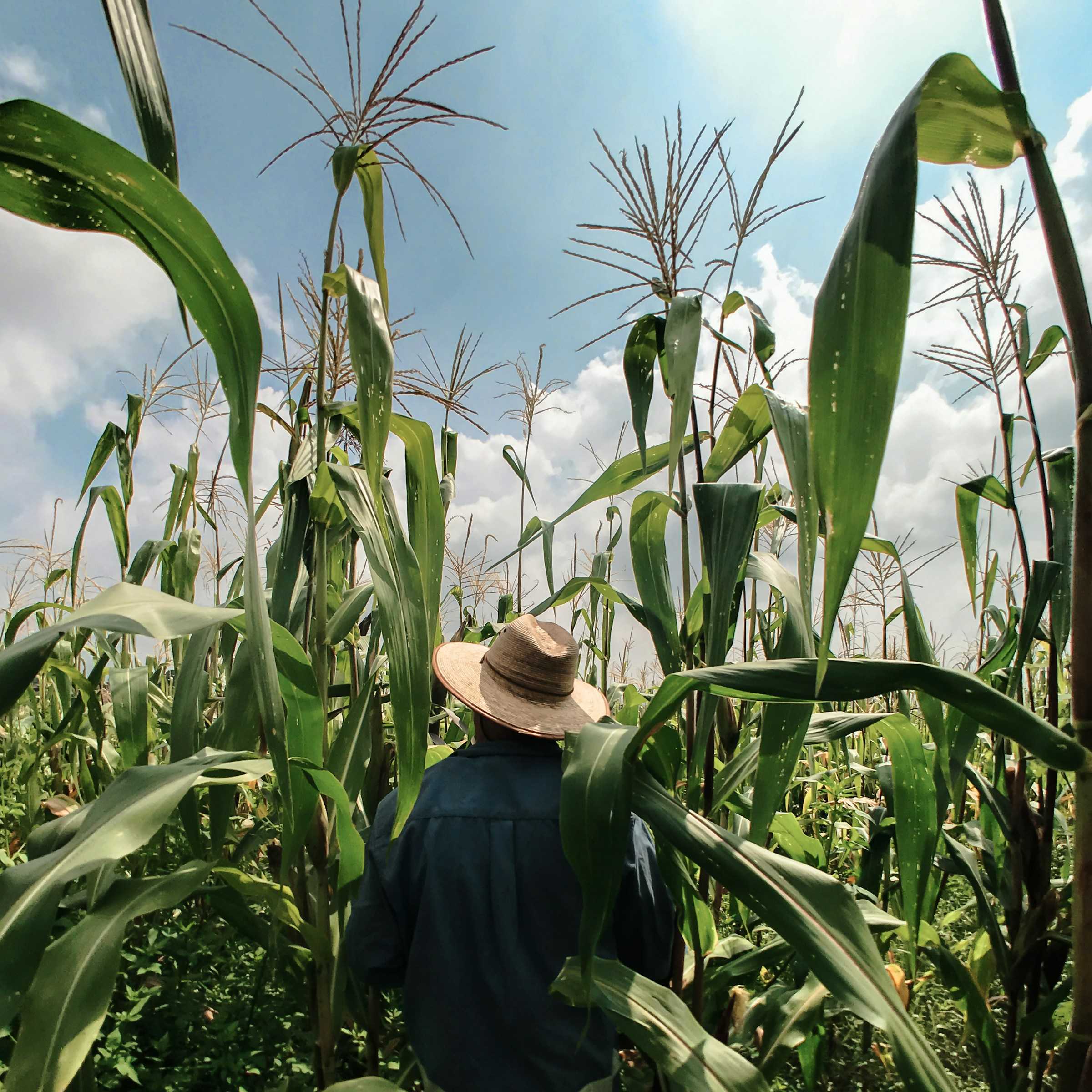 Farmworker inspecting corn.