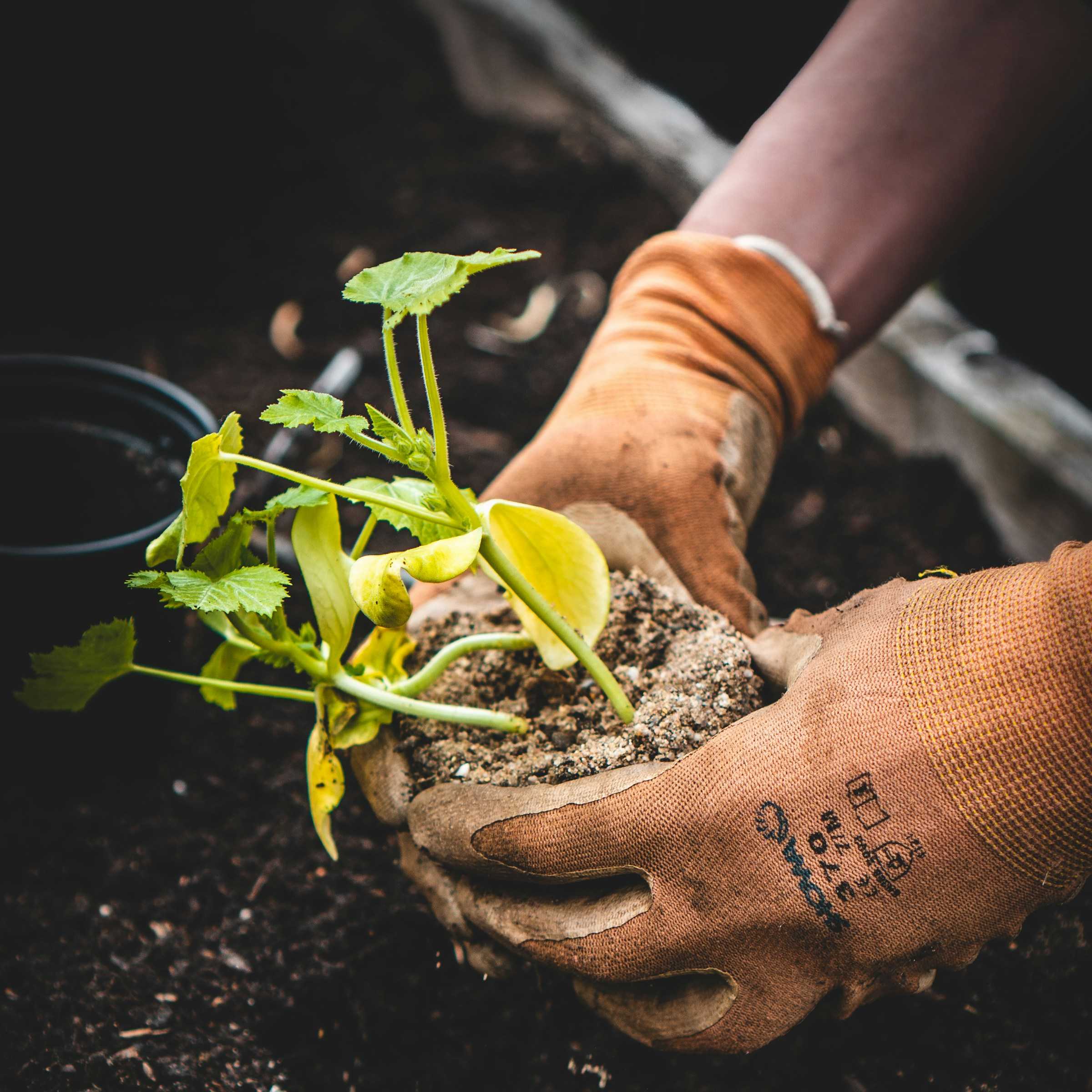 Farmworker hands in soil.